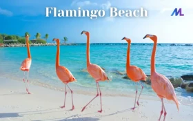 Flamingo Beach: An Overview of Its Natural Beauty and Wildlife