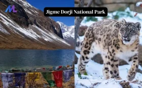 Get Ready to Explore the Hidden Treasures of Jigme Dorji National Park