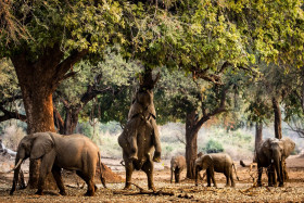 Mana Pools National Park: Travel Guide