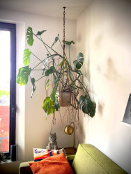 Beautiful "MONSTERA" - 35" WIDE x 45" Tall -With pot and hunger - $45 (Brooklyn)