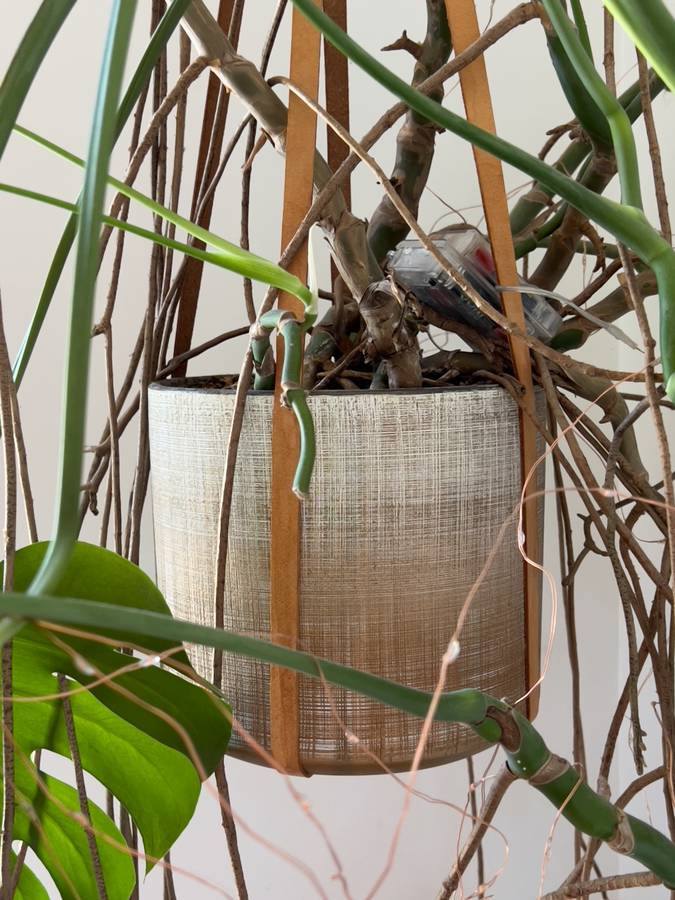 Beautiful "MONSTERA" - 35" WIDE x 45" Tall -With pot and hunger - $45 (Brooklyn)-pic_1