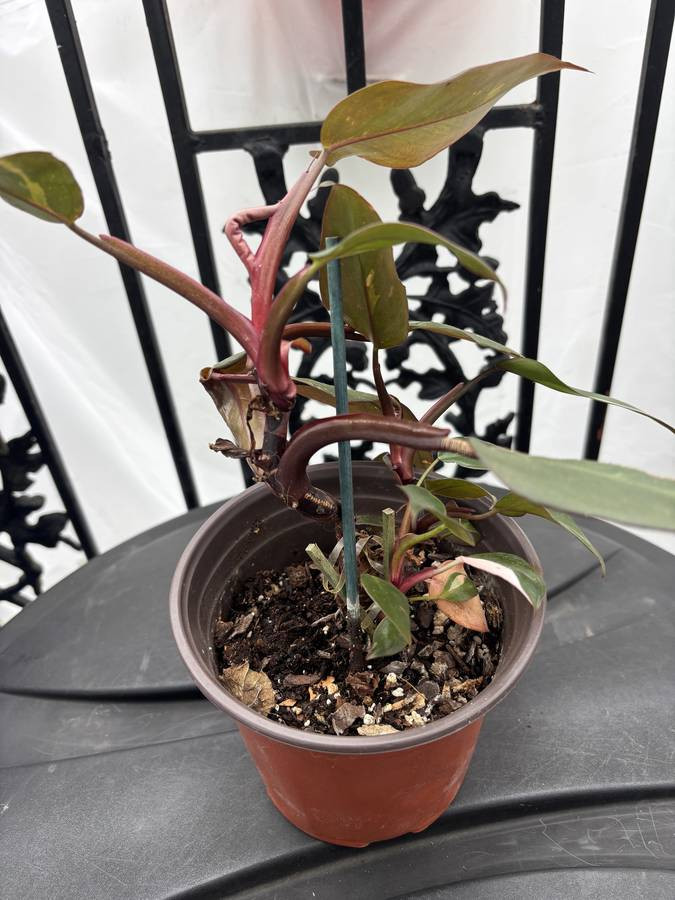 Pink Princess - $12 (old mill basin)